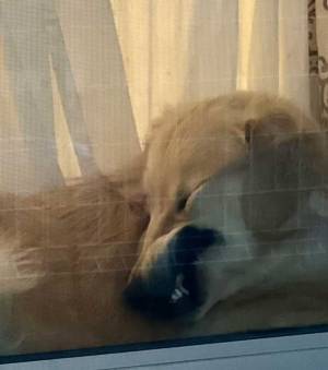 「見たことのない顔になっていた」　ゴールデンレトリバーの表情に「腹を抱えて笑った」