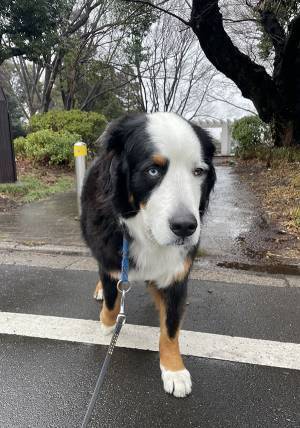 頑なに動かない大型犬　飼い主が説得すると…「吹いた」「そっちかーい！」