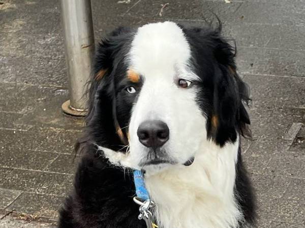 頑なに動かない大型犬　飼い主が説得すると…「吹いた」「そっちかーい！」