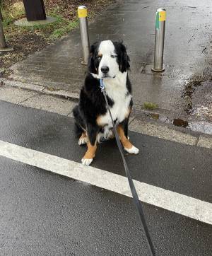 頑なに動かない大型犬　飼い主が説得すると…「吹いた」「そっちかーい！」