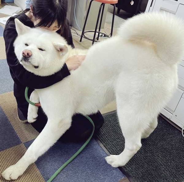 「モフモフし放題じゃん」　秋田犬の『抱っこのされ方』が反響！