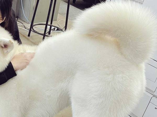 「モフモフし放題じゃん」　秋田犬の『抱っこのされ方』が反響！