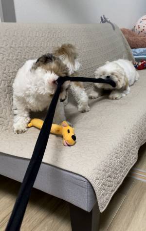 『何か』を引っ張り合う愛犬たち　飼い主が叫んだ理由に「吹いた」「これはビビる」