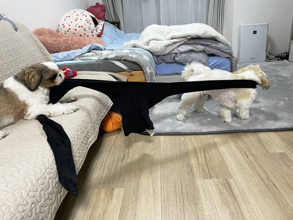 『何か』を引っ張り合う愛犬たち　飼い主が叫んだ理由に「吹いた」「これはビビる」