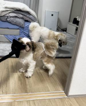 『何か』を引っ張り合う愛犬たち　飼い主が叫んだ理由に「吹いた」「これはビビる」