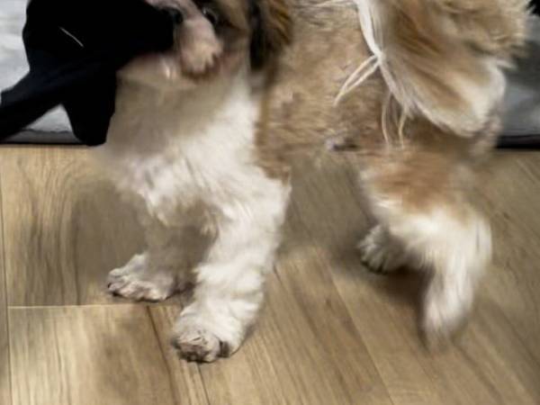 『何か』を引っ張り合う愛犬たち　飼い主が叫んだ理由に「吹いた」「これはビビる」