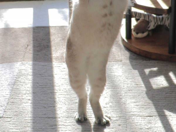 「『だるまさんが転んだ』といわれた瞬間」　猫のポーズに「思わず声が出た」