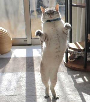 「『だるまさんが転んだ』といわれた瞬間」　猫のポーズに「思わず声が出た」