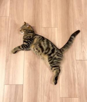 家で寝ている猫　あのロゴマークに擬態した姿が話題！