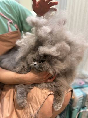 あの人に似ている…猫の『かつら姿』に「見えます！」「爆笑」