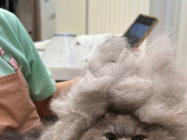 あの人に似ている…猫の『かつら姿』に「見えます！」「爆笑」
