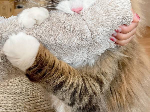 休日に飼い主と遊べると思った猫　『出勤』の事実を知ると…？