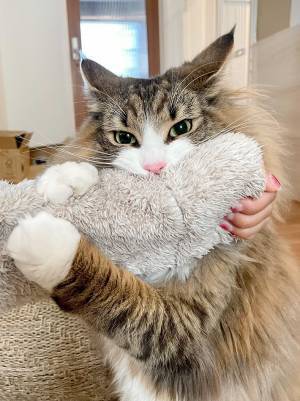 休日に飼い主と遊べると思った猫　『出勤』の事実を知ると…？