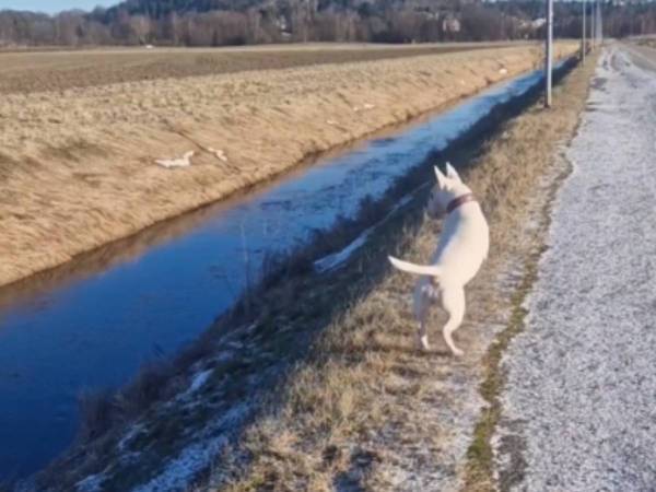 散歩中に出会った『友達』と遊び始めた犬　その『友達』の正体に「笑った」