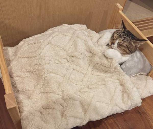 「猫を辞めたのかな」と思える寝姿に「小っさ…！」「手がかわいい」