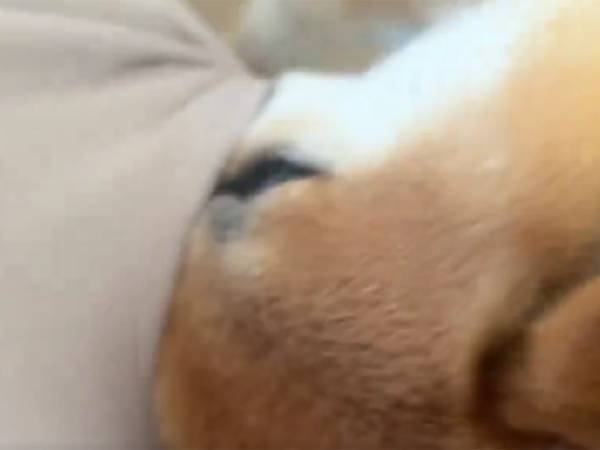 オヤツへの執着がすぎる柴犬　「愛おしい」「無限のおねだり」