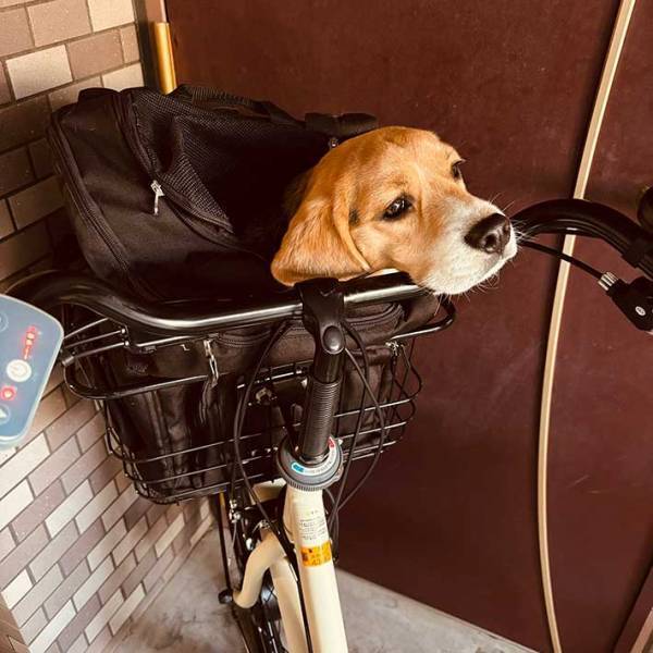 電池切れ寸前の犬　ドッグランで遊び倒した後の１枚が、コチラ