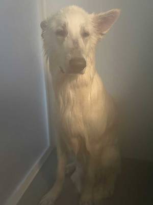 『シャンプー』と『散歩』を聞き間違えた犬　風呂場での姿が「灰になっている…」