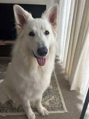 『シャンプー』と『散歩』を聞き間違えた犬　風呂場での姿が「灰になっている…」