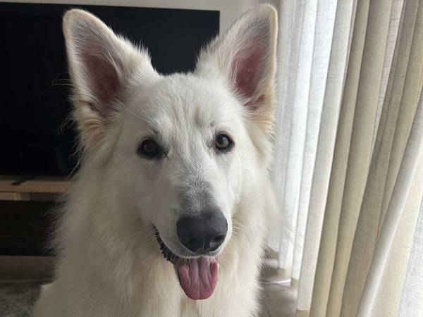 『シャンプー』と『散歩』を聞き間違えた犬　風呂場での姿が「灰になっている…」