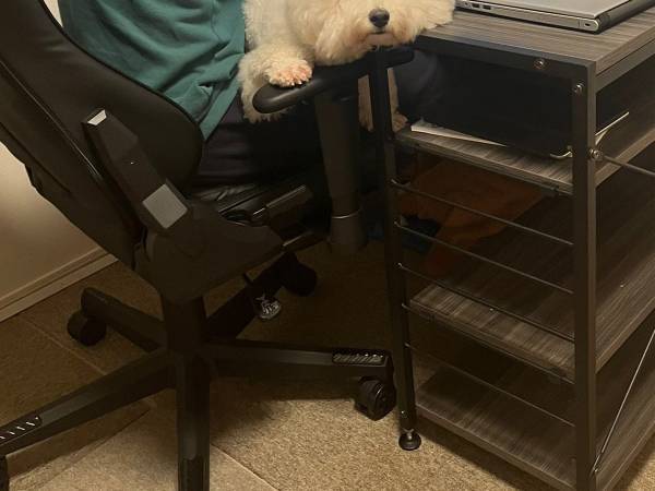 飼い主の隣を離れない犬が…？　「既視感」「ベスポジ！」