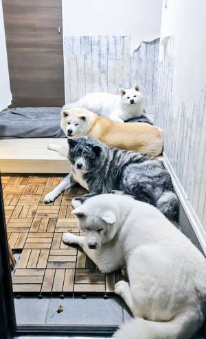 飼い主「玄関に集ってた」　家のドアを開けると…？