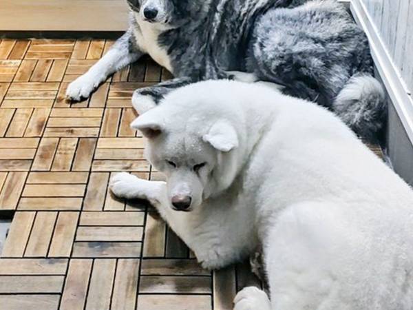 飼い主「玄関に集ってた」　家のドアを開けると…？