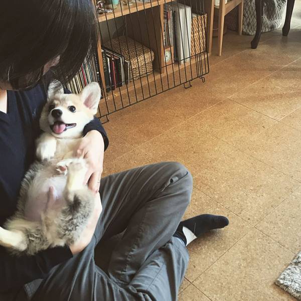 生後３か月のコーギー　６年後、同じ構図で撮影した結果に「涙が出そうになった」