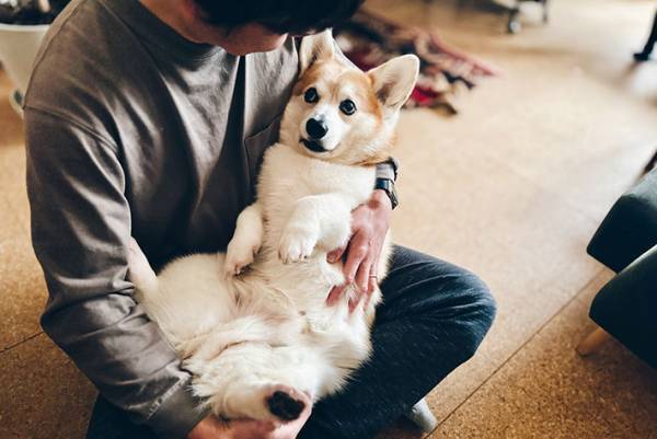 生後３か月のコーギー　６年後、同じ構図で撮影した結果に「涙が出そうになった」