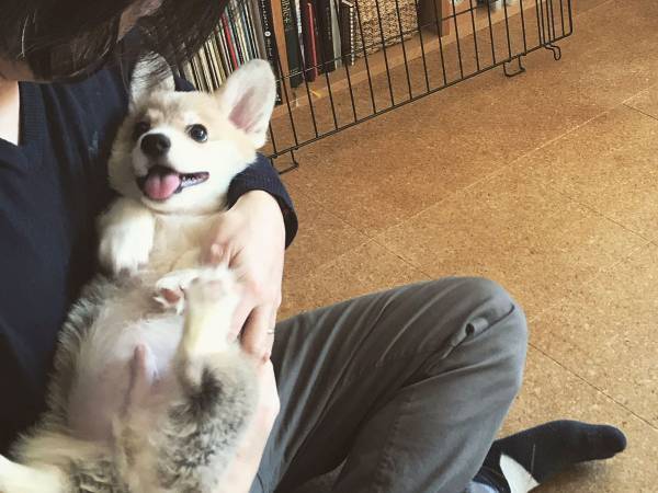 生後３か月のコーギー　６年後、同じ構図で撮影した結果に「涙が出そうになった」