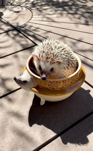 『峠の釜めし』の釜、どう使ってる？　驚きの活用術に「こんな使い方が！」