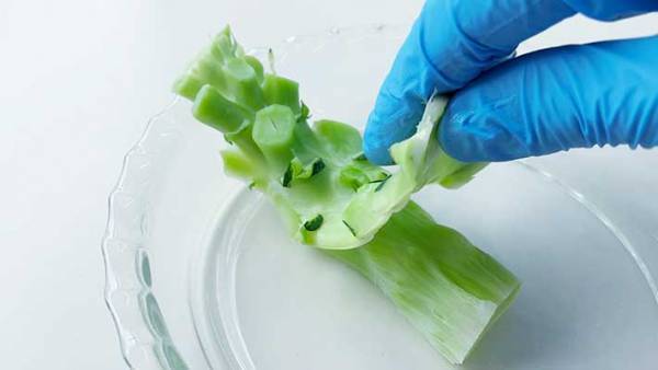 ブロッコリーの茎をうまく処理できない！　農家が教えるコツに「目からウロコ」