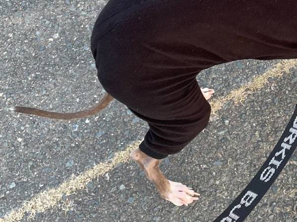 「こんな犬がいたら見るよな」　小学生がガン見した理由に「そういうことか！」