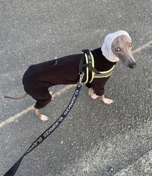 「こんな犬がいたら見るよな」　小学生がガン見した理由に「そういうことか！」