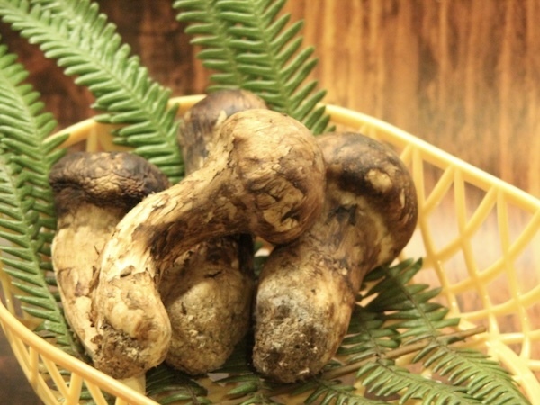 マツタケの代わりといえばやっぱりアレ　企業が勧める代用案に「なるほど！」