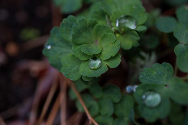 雨が降る前の匂い、アレって何？　芳香剤の会社に聞いてみると、予想外の回答が…