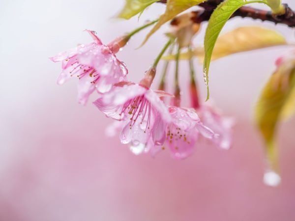 雨が降る前の匂い、アレって何？　芳香剤の会社に聞いてみると、予想外の回答が…