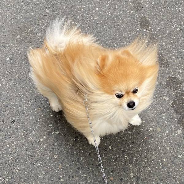 『春一番』の中散歩するポメ　その姿に「爆笑した」「顔、顔ー！」