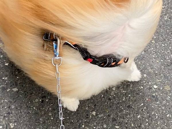 『春一番』の中散歩するポメ　その姿に「爆笑した」「顔、顔ー！」