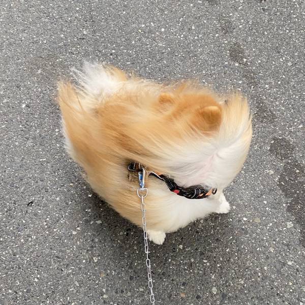 『春一番』の中散歩するポメ　その姿に「爆笑した」「顔、顔ー！」