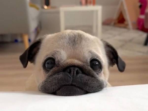 「かわいすぎる！」　一瞬で３つの『生きもの』に変身するパグに悶絶する人が続出