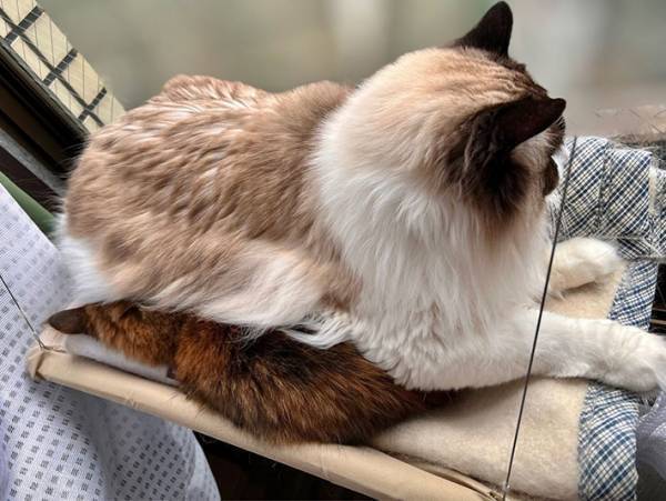 室内で姿を消した『茶色い猫』　飼い主が探していると？　「えー！」「ウケる」