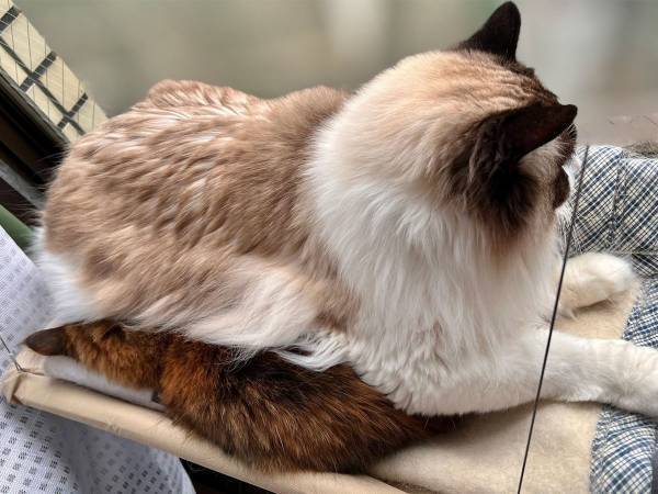 室内で姿を消した『茶色い猫』　飼い主が探していると？　「えー！」「ウケる」