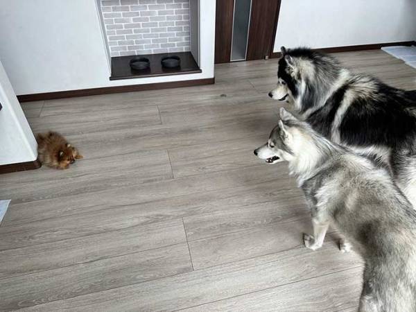 戦闘モードのポメ、目の前にいたのは？　「圧倒的に不利そう」「一番やる気でワロタ」