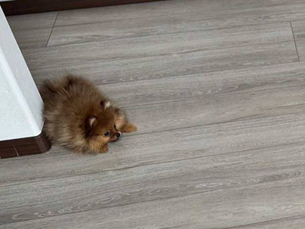 戦闘モードのポメ、目の前にいたのは？　「圧倒的に不利そう」「一番やる気でワロタ」