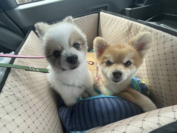 行き先が病院と知ったポメ　察した瞬間の姿に「ごめん笑った」