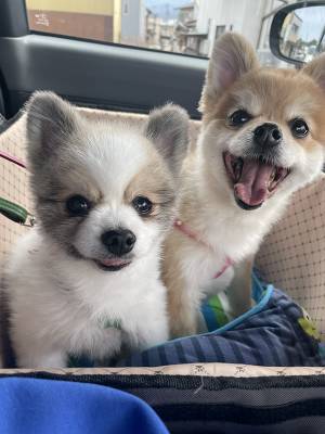 行き先が病院と知ったポメ　察した瞬間の姿に「ごめん笑った」