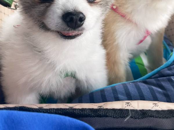 行き先が病院と知ったポメ　察した瞬間の姿に「ごめん笑った」