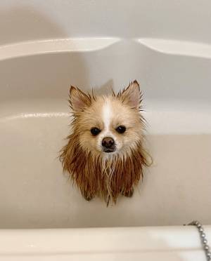 ポメ「ニンゲン、許さない…」　風呂に入れられた時の反応がこちら