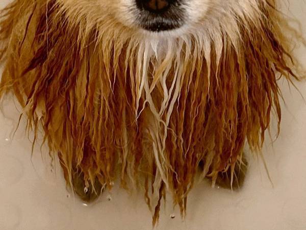 ポメ「ニンゲン、許さない…」　風呂に入れられた時の反応がこちら